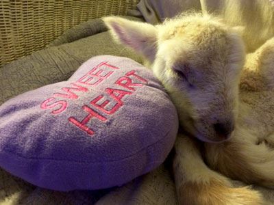 Farmer Dyan Gets a Four-Legged Valentine Image